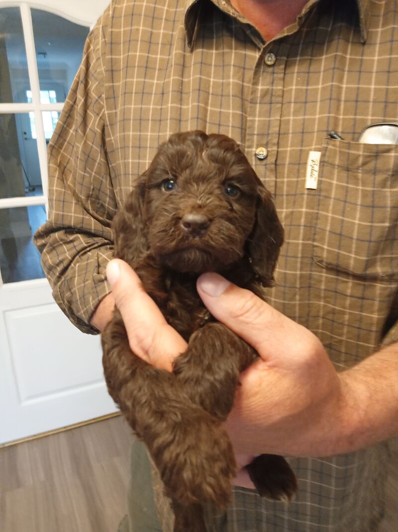 Cockapoo puppies F1'SHOW last two!!!! for sale in Glenrothes, Fife - Image 4