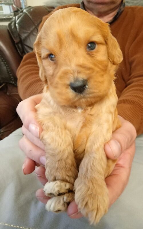 Cockapoo puppies F1'SHOW last two!!!! for sale in Glenrothes, Fife - Image 6