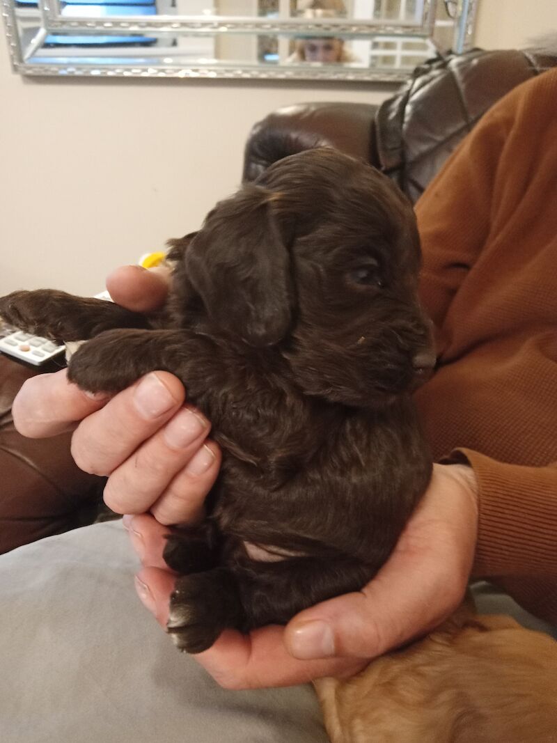 Cockapoo puppies F1'SHOW last two!!!! for sale in Glenrothes, Fife - Image 8