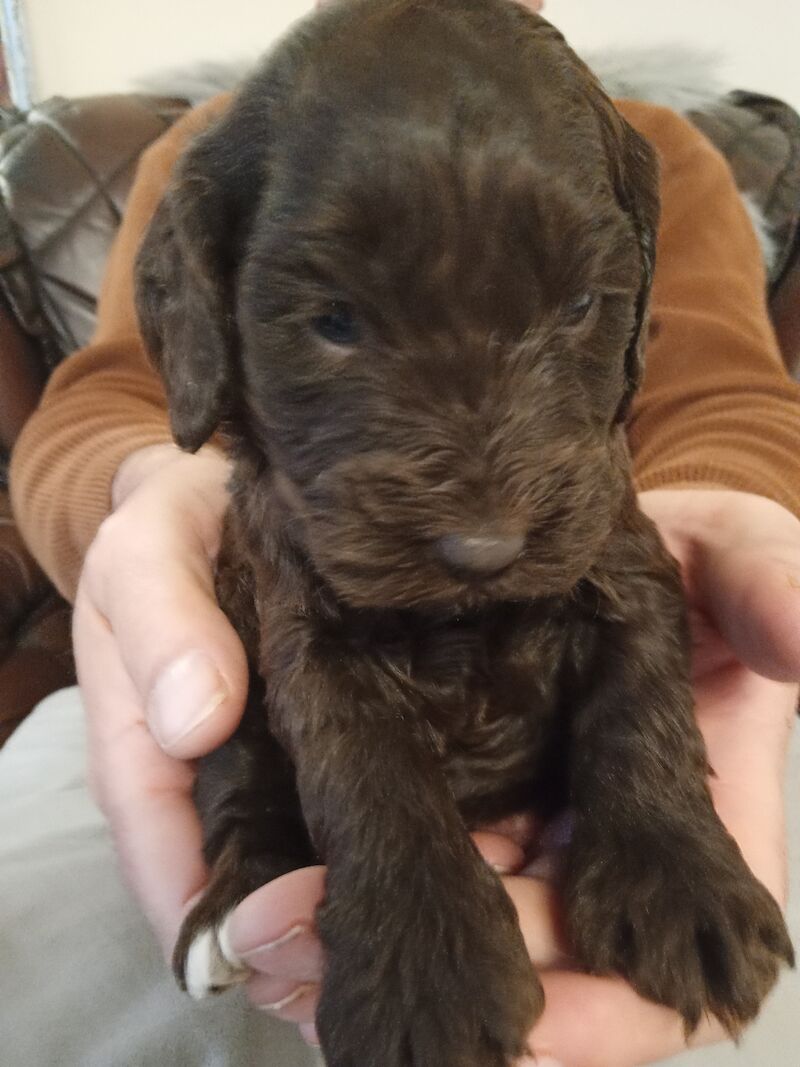 Cockapoo puppies F1'SHOW last two!!!! for sale in Glenrothes, Fife - Image 9