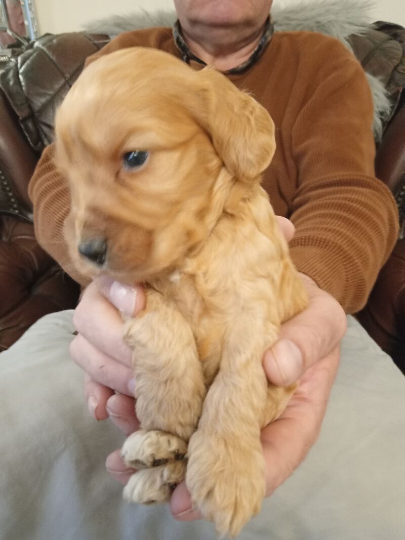 Cockapoo puppies F1'SHOW last two!!!! for sale in Glenrothes, Fife - Image 10