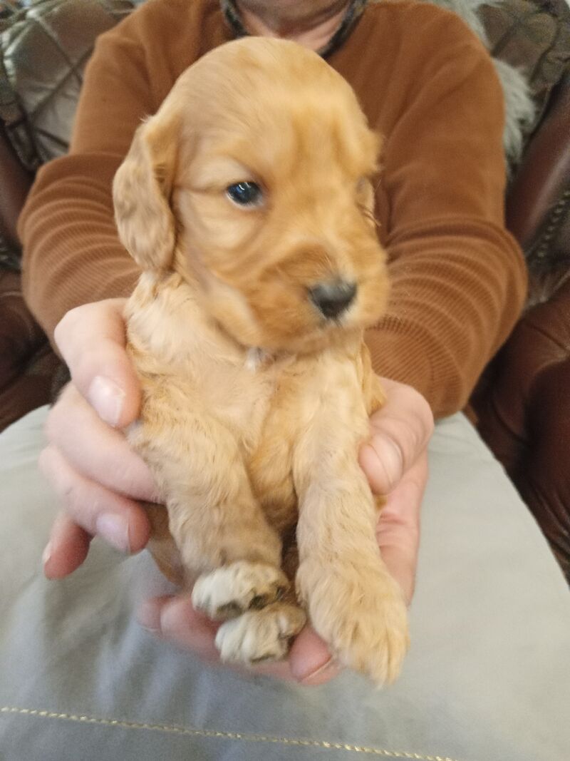 Cockapoo puppies F1'SHOW last two!!!! for sale in Glenrothes, Fife - Image 12