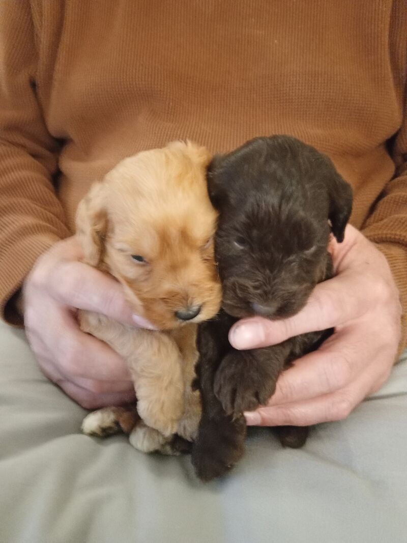 Cockapoo puppies F1'SHOW last two!!!! for sale in Glenrothes, Fife - Image 13
