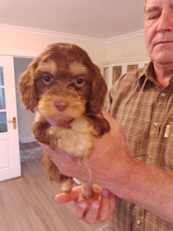 Cockapoo puppies F1'SHOW last two!!!! for sale in Glenrothes, Fife