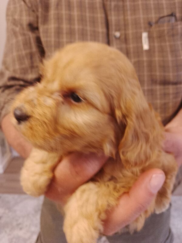Cockapoo puppies F1'SHOW last two!!!! for sale in Glenrothes, Fife - Image 14