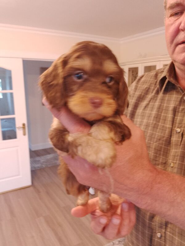 Cockapoo puppies F1'SHOW last two!!!! for sale in Glenrothes, Fife - Image 15