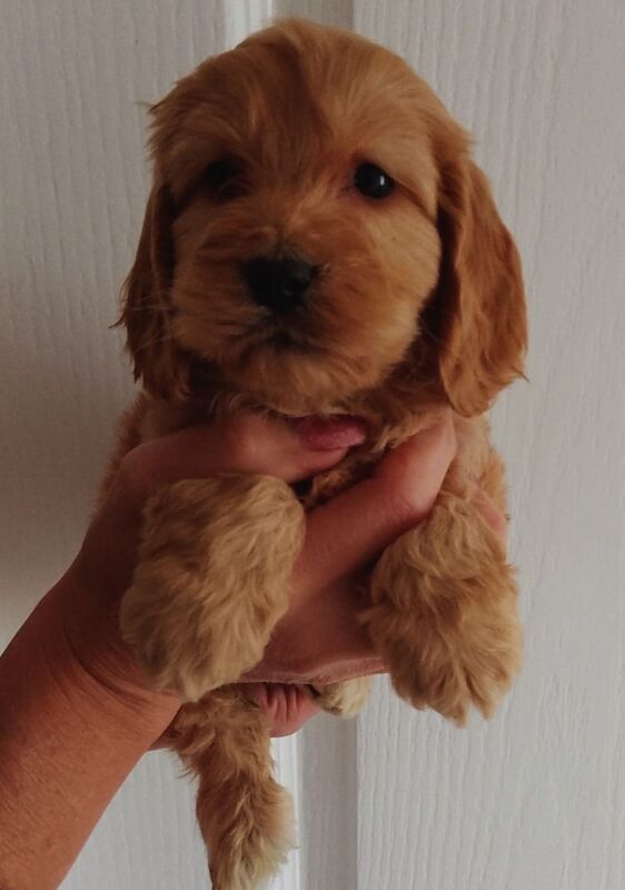 Cockapoo puppies F1'SHOW last two!!!! for sale in Glenrothes, Fife - Image 2