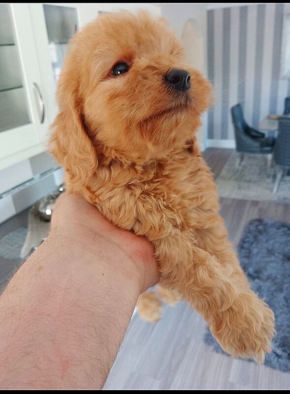 Cockapoo puppies F1'SHow last girl!!!. for sale in Glenrothes, Fife