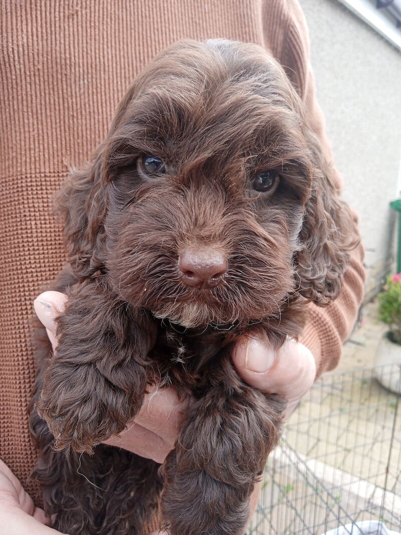 Cockapoo puppies f1'SHOW last girl!!!. for sale in Glenrothes, Fife