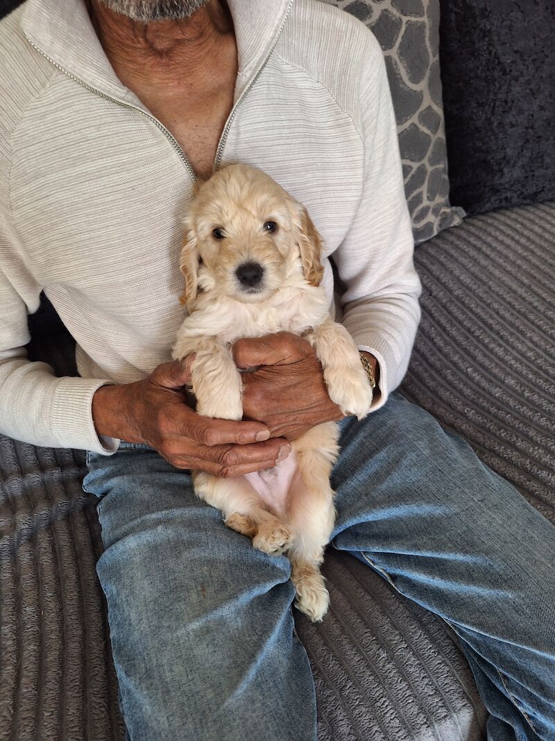 Cockapoo puppies f2b 3 left for sale in York, North Yorkshire