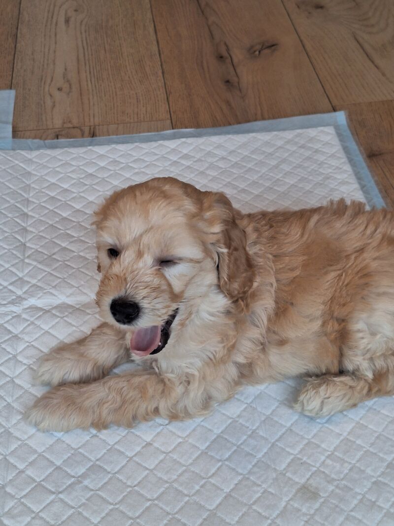 Cockapoo puppies f2b 3 left for sale in York, North Yorkshire - Image 2