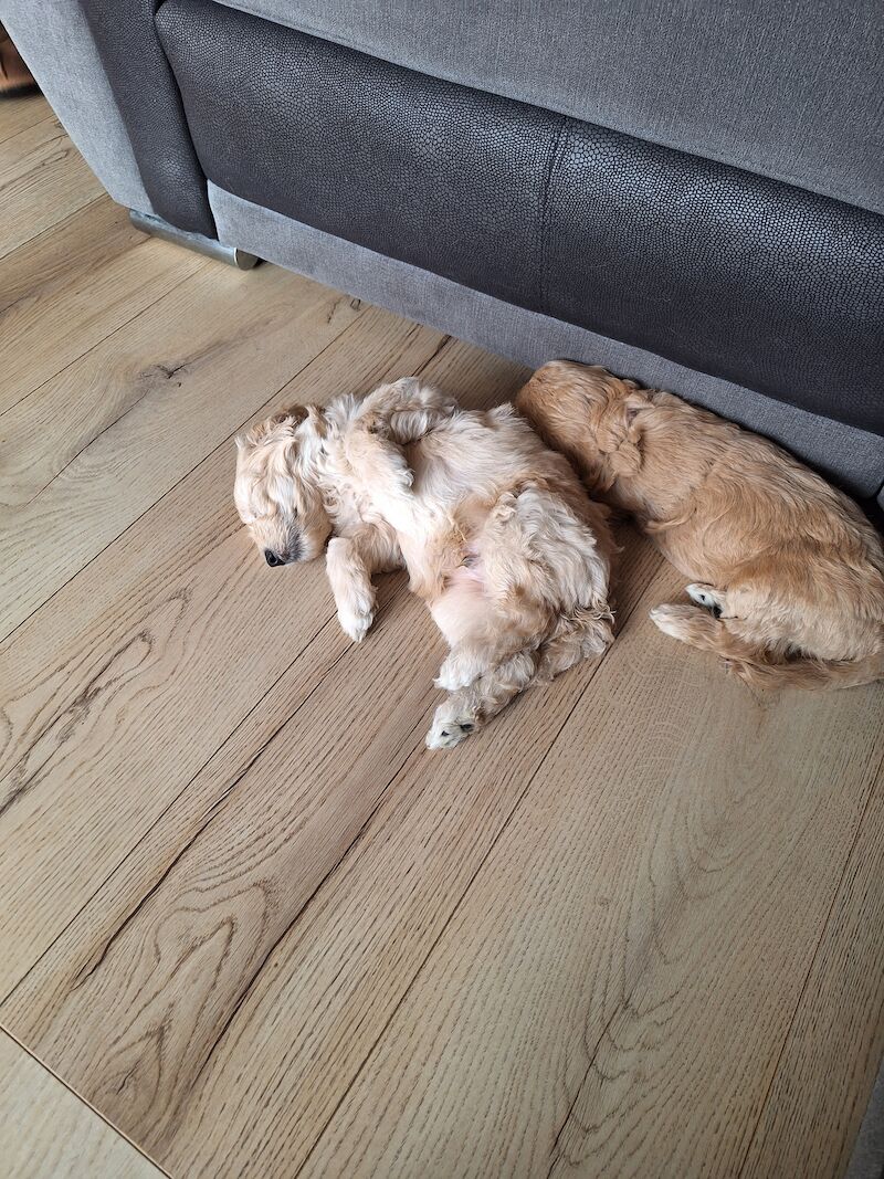 Cockapoo puppies f2b 3 left for sale in York, North Yorkshire - Image 3