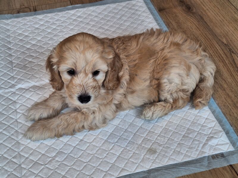 Cockapoo Puppies for sale