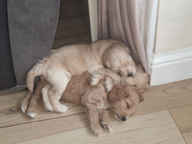 Cockapoo puppies f2b 3 left for sale in York, North Yorkshire - Image 5