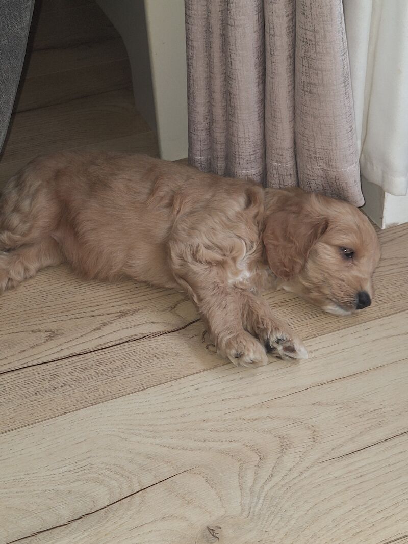 Cockapoo puppies f2b 3 left for sale in York, North Yorkshire - Image 6