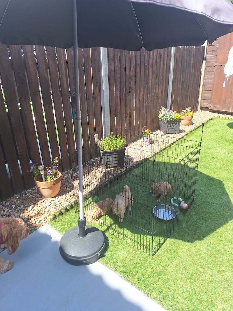 Cockapoo puppies f2b 3 left for sale in York, North Yorkshire - Image 8