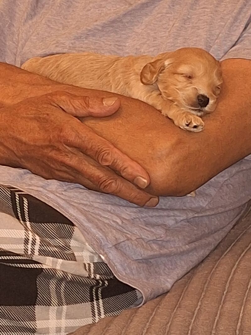 Cockapoo puppies f2b 3 left for sale in York, North Yorkshire - Image 9