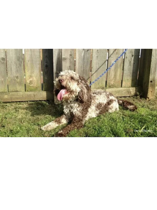 Cockapoo puppies for sale in Newcastle upon Tyne, Tyne and Wear - Image 1