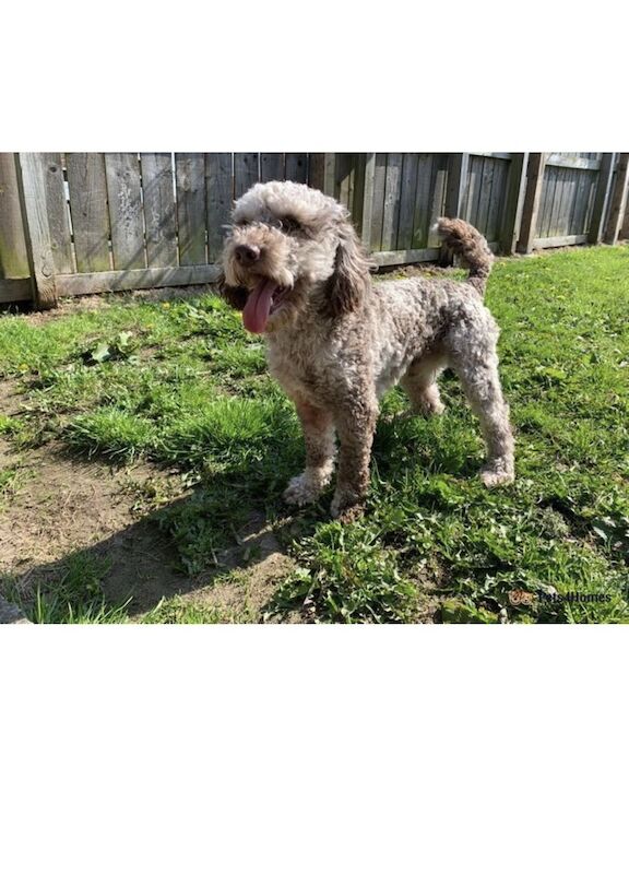 Cockapoo puppies for sale in Newcastle upon Tyne, Tyne and Wear - Image 2