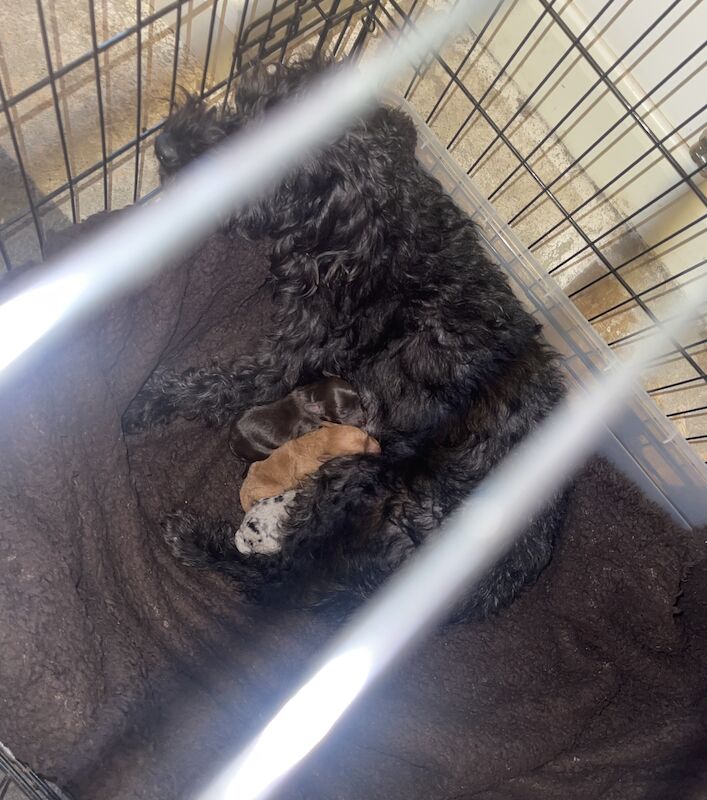 Cockapoo puppies for sale in Newcastle upon Tyne, Tyne and Wear - Image 3