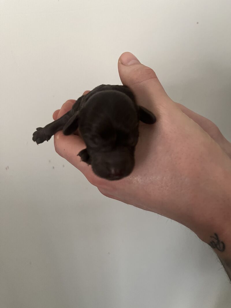 Cockapoo puppies for sale in Newcastle upon Tyne, Tyne and Wear - Image 4