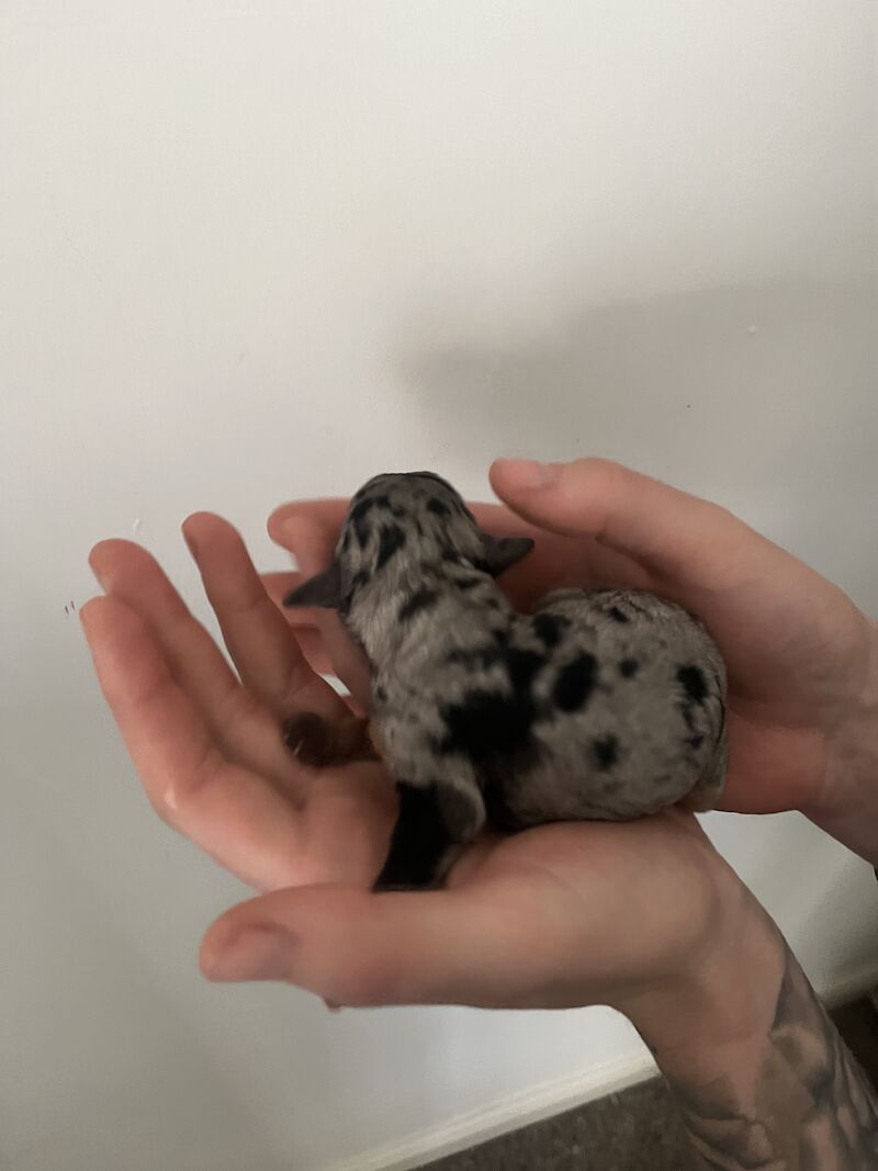 Cockapoo puppies for sale in Newcastle upon Tyne, Tyne and Wear - Image 5