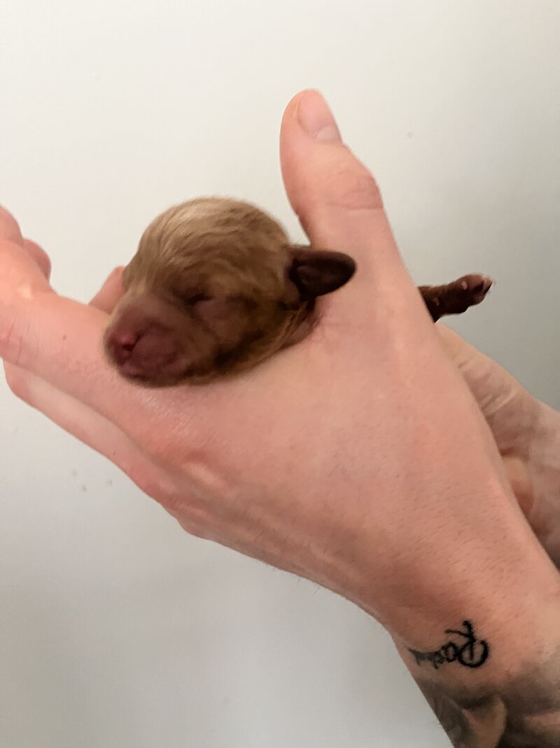 Cockapoo puppies for sale in Newcastle upon Tyne, Tyne and Wear - Image 7