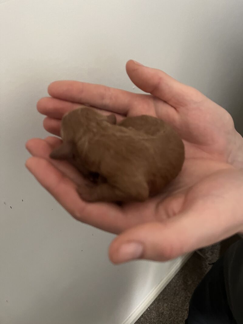 Cockapoo puppies for sale in Newcastle upon Tyne, Tyne and Wear - Image 8