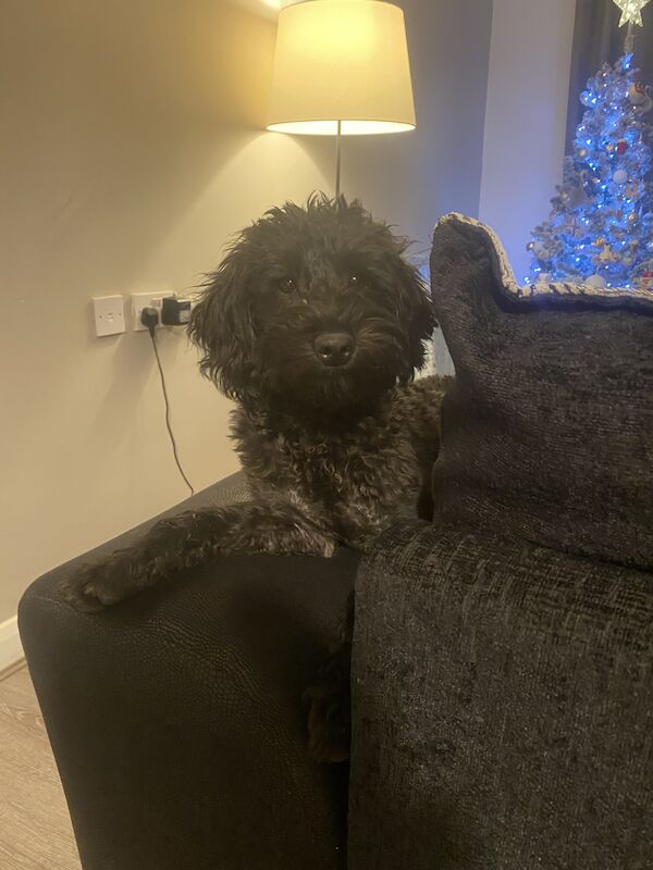 Cockapoo puppies for sale in Newcastle upon Tyne, Tyne and Wear - Image 9