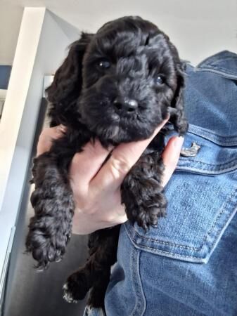 Cockapoo Puppies for sale in Doncaster, South Yorkshire