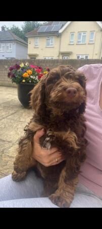 Cockapoo puppies for sale in Gravesend, Kent