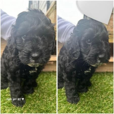 Cockapoo puppies for sale in Kettering, Northamptonshire - Image 3