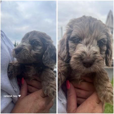 Cockapoo puppies for sale in Kettering, Northamptonshire - Image 5