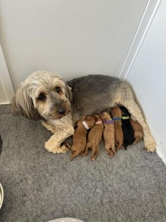 Cockapoo puppies for sale in Colchester, Essex - Image 1