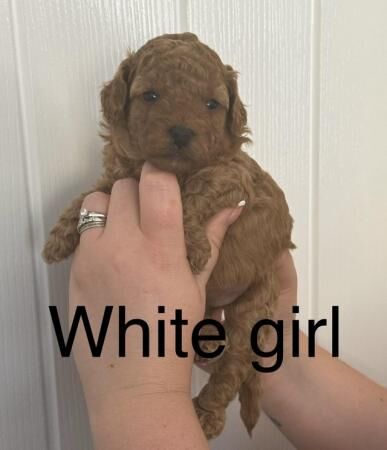 Cockapoo puppies for sale in Colchester, Essex - Image 3