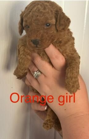 Cockapoo puppies for sale in Colchester, Essex - Image 4