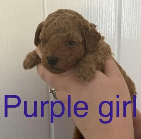 Cockapoo puppies for sale in Colchester, Essex - Image 5