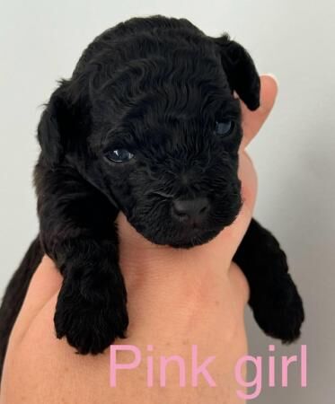 Cockapoo puppies for sale in Colchester, Essex