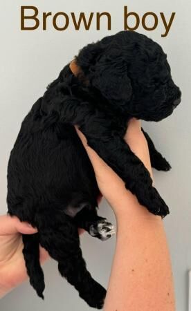 Cockapoo puppies for sale in Colchester, Essex - Image 2