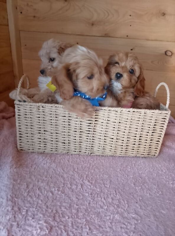 Cockapoo puppies for sale in Ware, Hertfordshire - Image 1