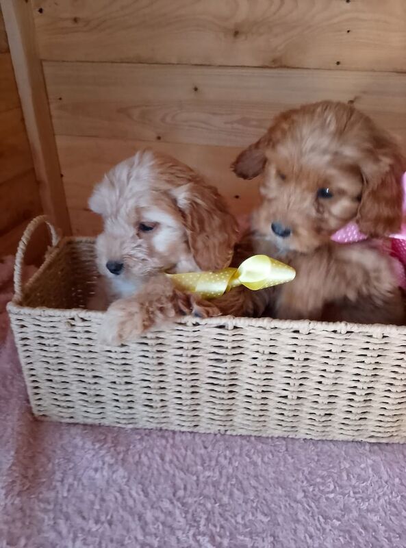 Cockapoo puppies for sale in Ware, Hertfordshire - Image 2