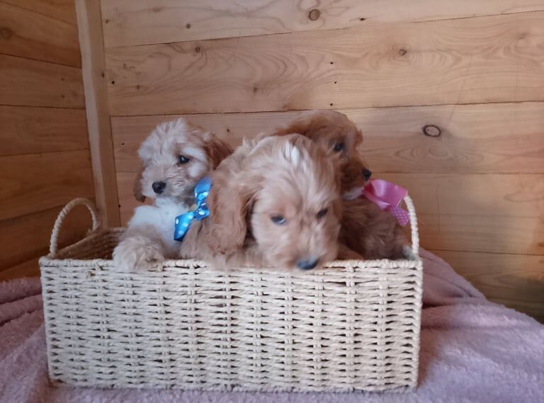 Cockapoo puppies for sale in Ware, Hertfordshire - Image 3