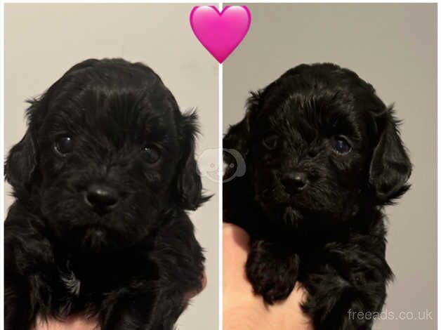 Cockapoo puppies for sale in Abertillery, Blaenau Gwent - Image 1