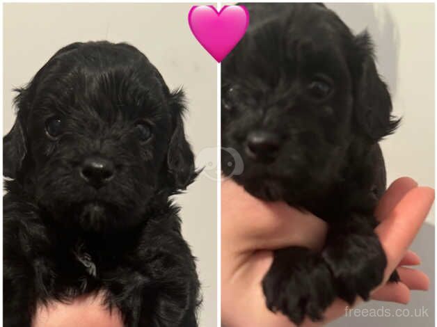 Cockapoo puppies for sale in Abertillery, Blaenau Gwent - Image 2