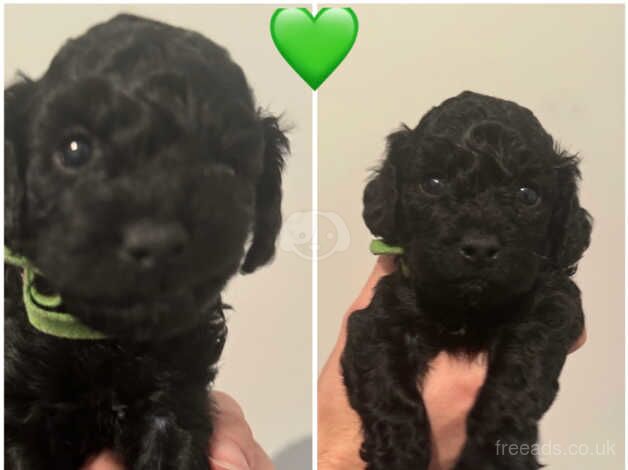 Cockapoo puppies for sale in Abertillery, Blaenau Gwent - Image 4