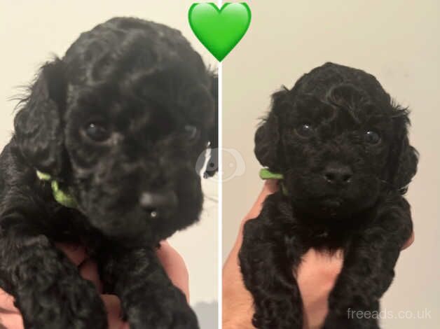 Cockapoo puppies for sale in Abertillery, Blaenau Gwent - Image 5