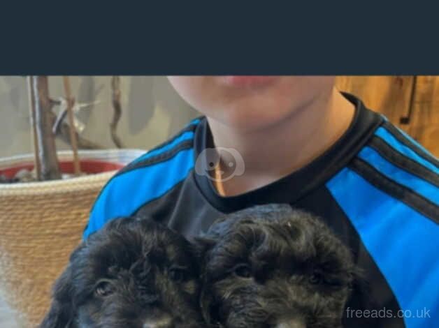 Cockapoo puppies for sale in Caerphilly/Caerffil, Caerphilly