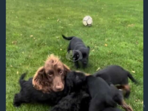 Cockapoo puppies for sale in Caerphilly/Caerffil, Caerphilly - Image 3