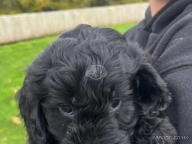 Cockapoo puppies for sale in Caerphilly/Caerffil, Caerphilly - Image 4