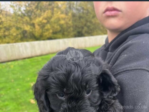 Cockapoo puppies for sale in Caerphilly/Caerffil, Caerphilly - Image 5